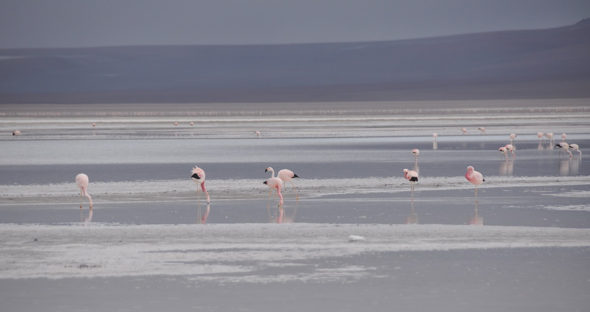 flamingi2