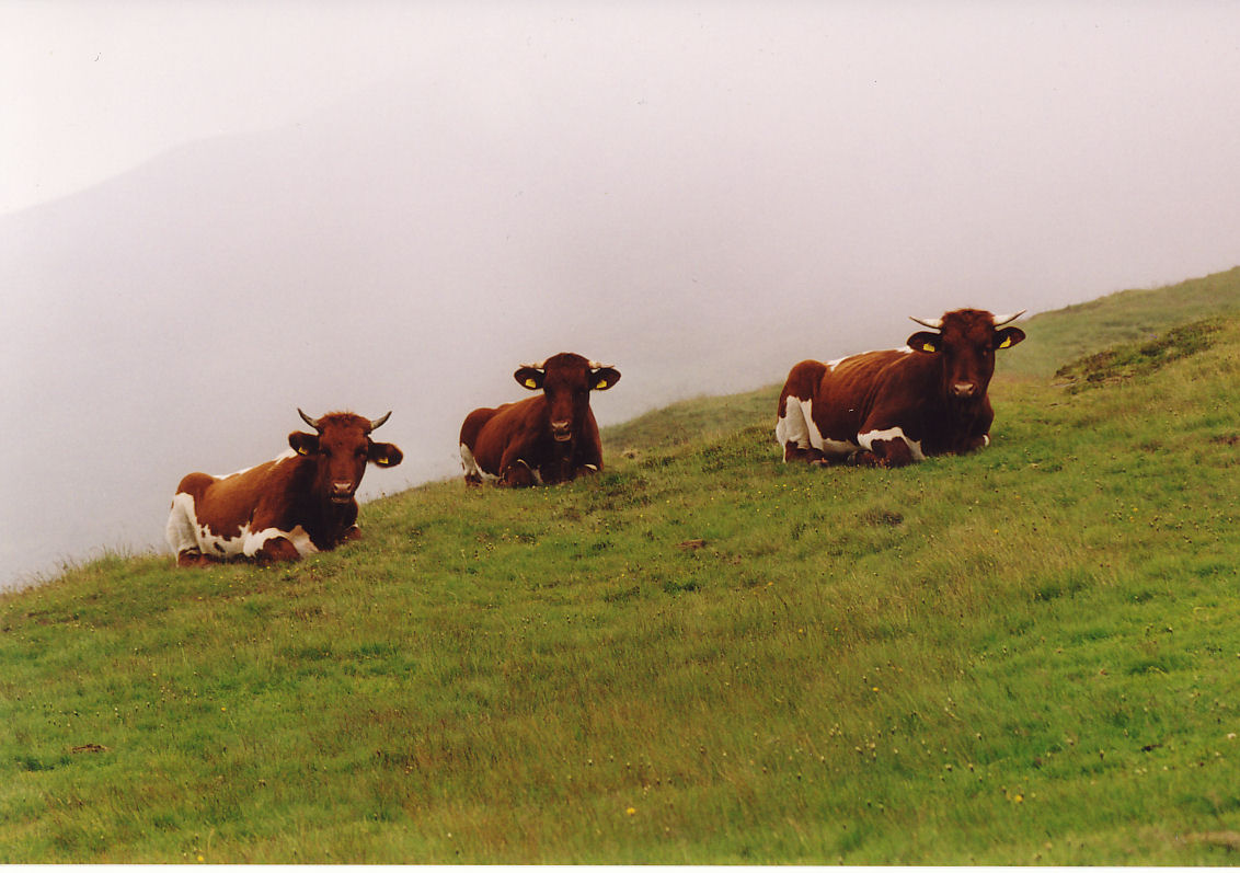 alpejskie krowy