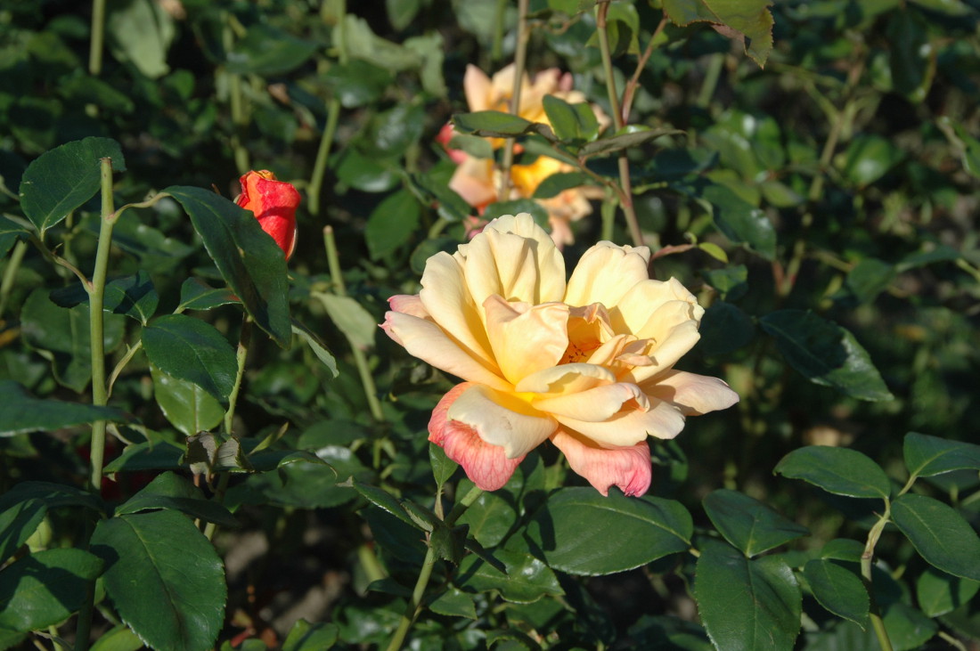 róża w parku Petřin
