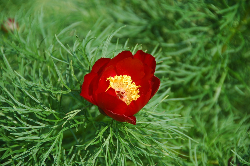 kwiat anemona