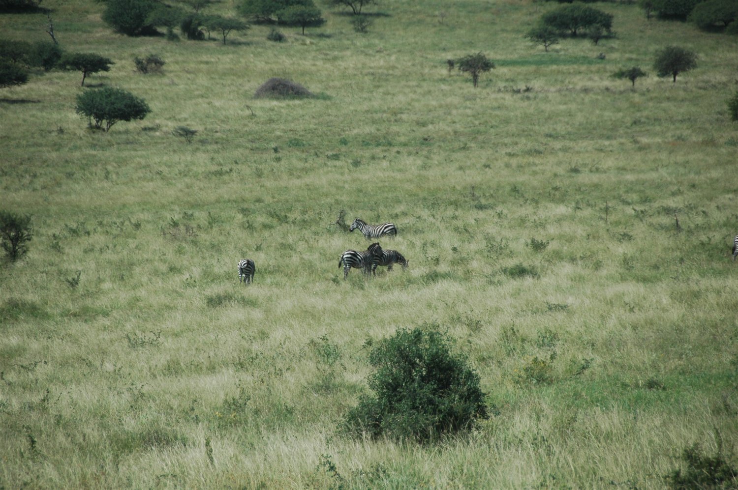foto zebry na trawie