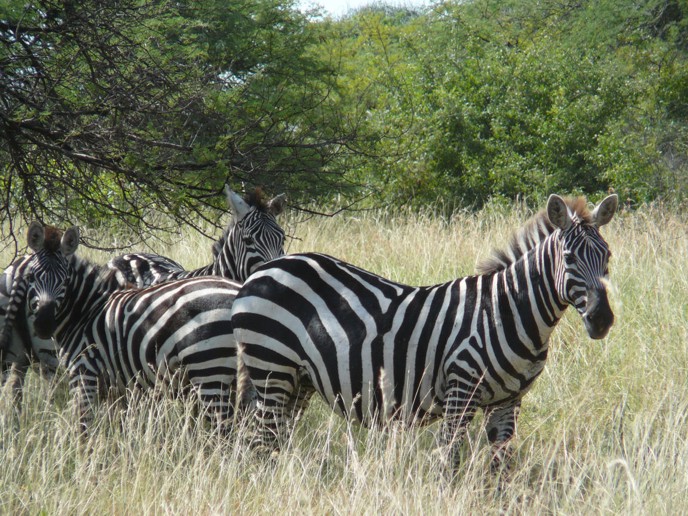 etiopskie zebry