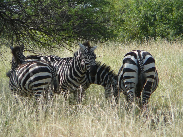 safari - zebry