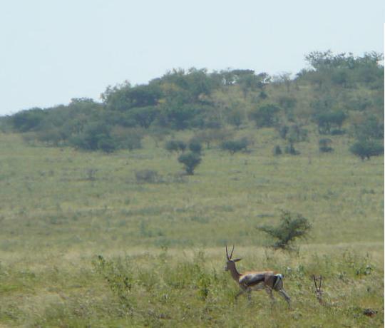foto - gazela