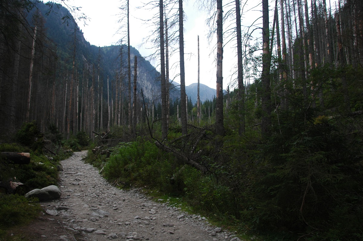 leśny szlak
