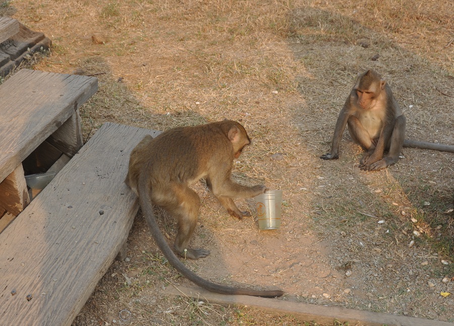 małpki z kubkiem 