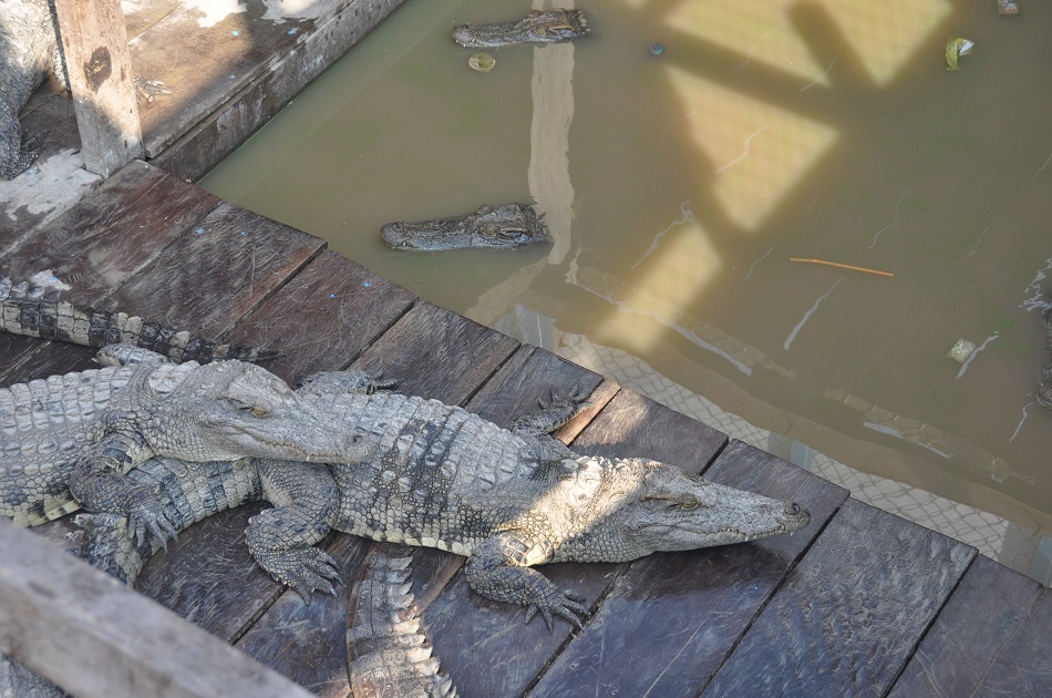 krokodyle