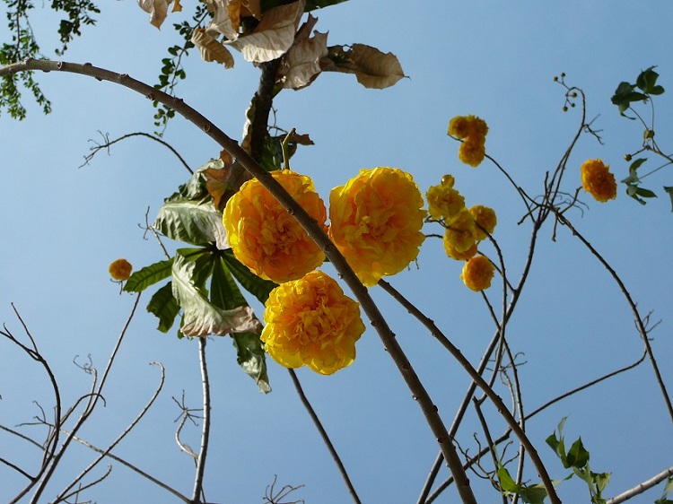 kwiaty żelaznego drzewa