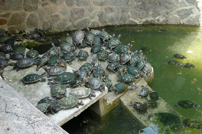 żółwie