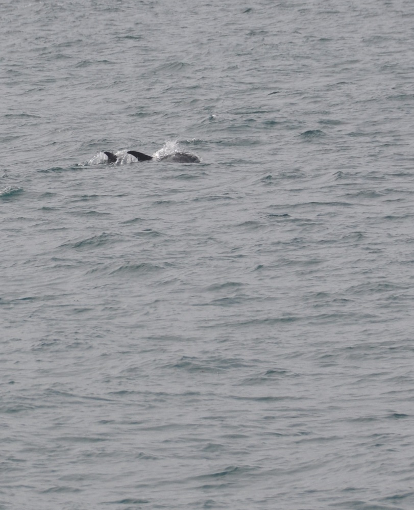 delfiny w zatoce Faxa