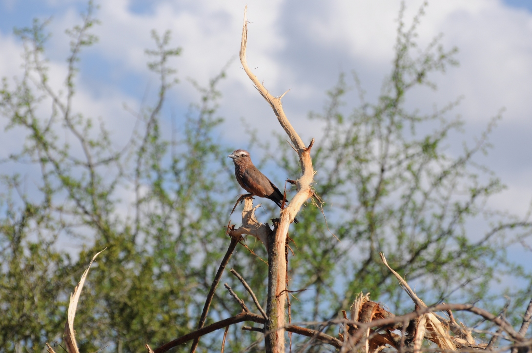 ptak w Tsavo West