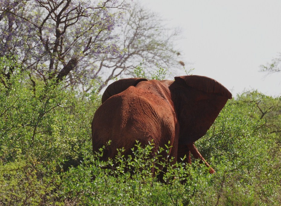 słoń rozkłada uszy