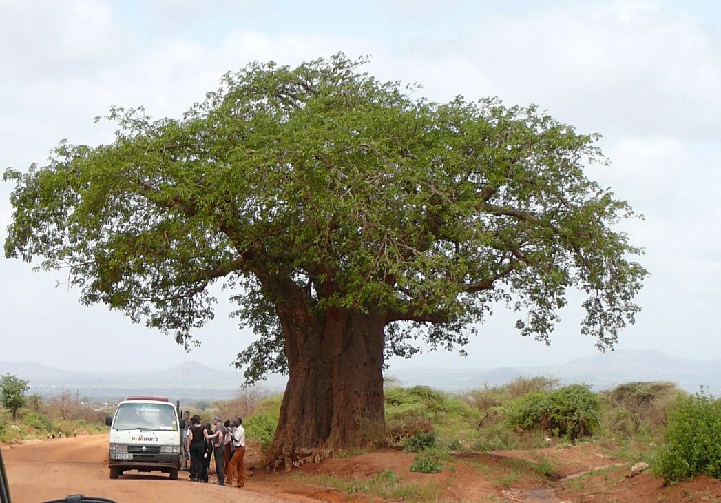 Kenia - baobab