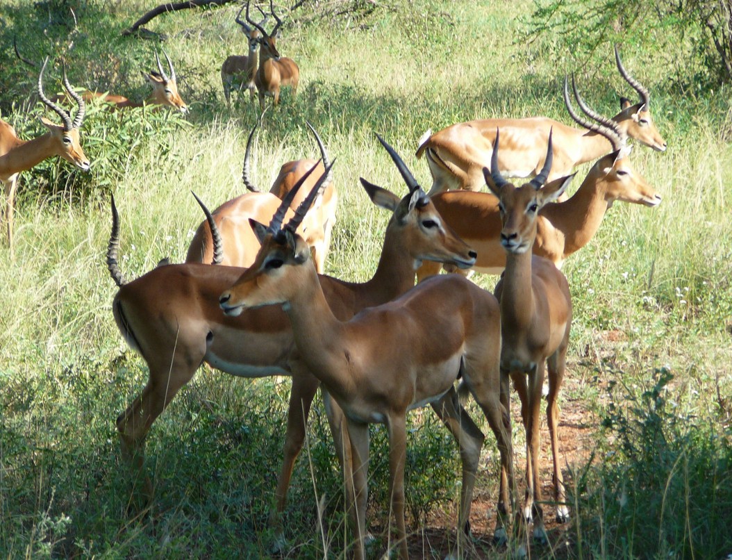 antylopy w Tsavo West