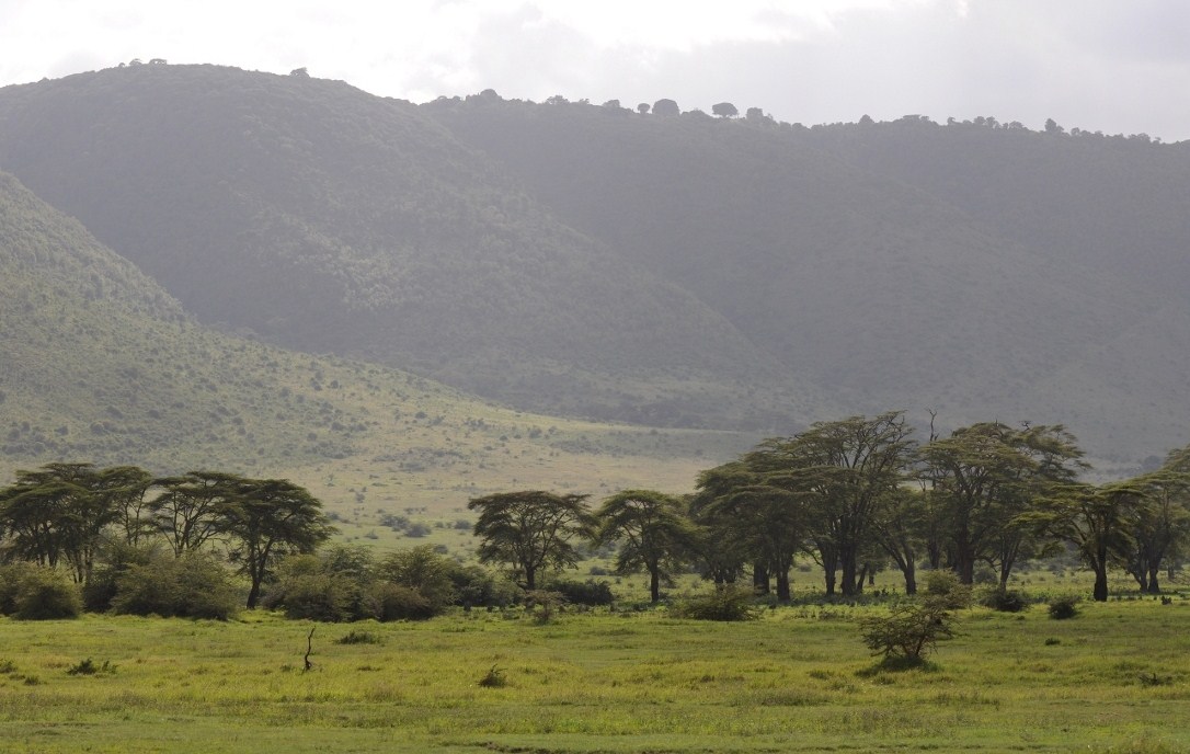 Lasek Lorelai Ngorongoro 