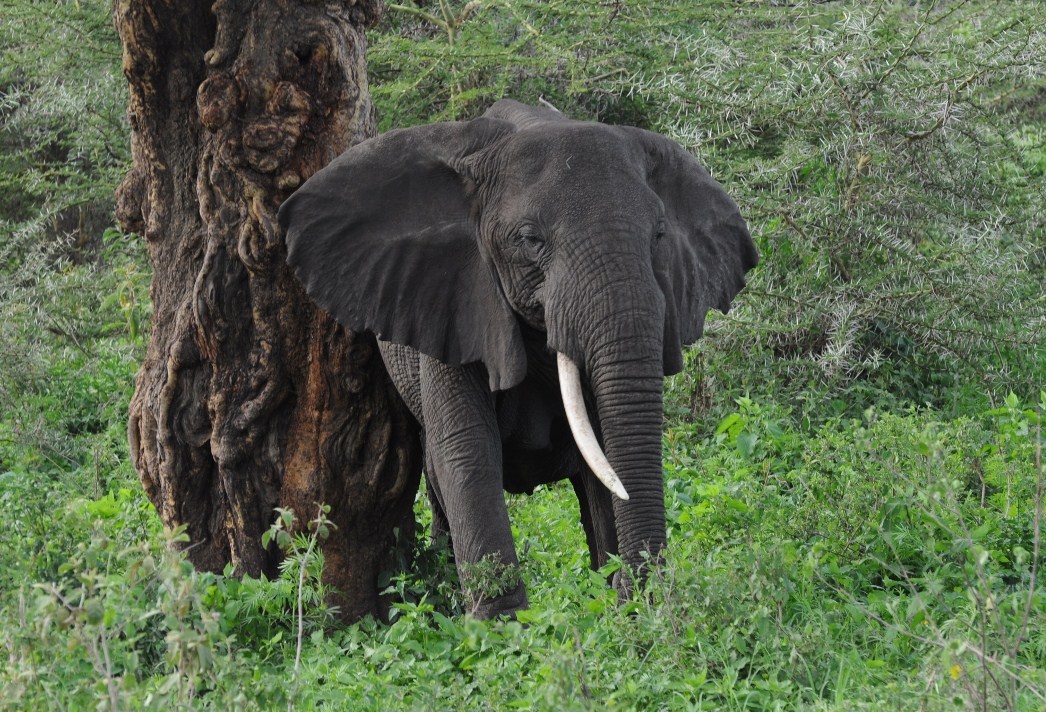 Stary słoń czochra się o pień drzewa