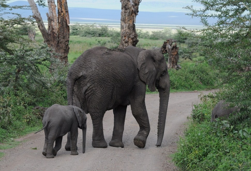 fotografia - Samica słonia z małym