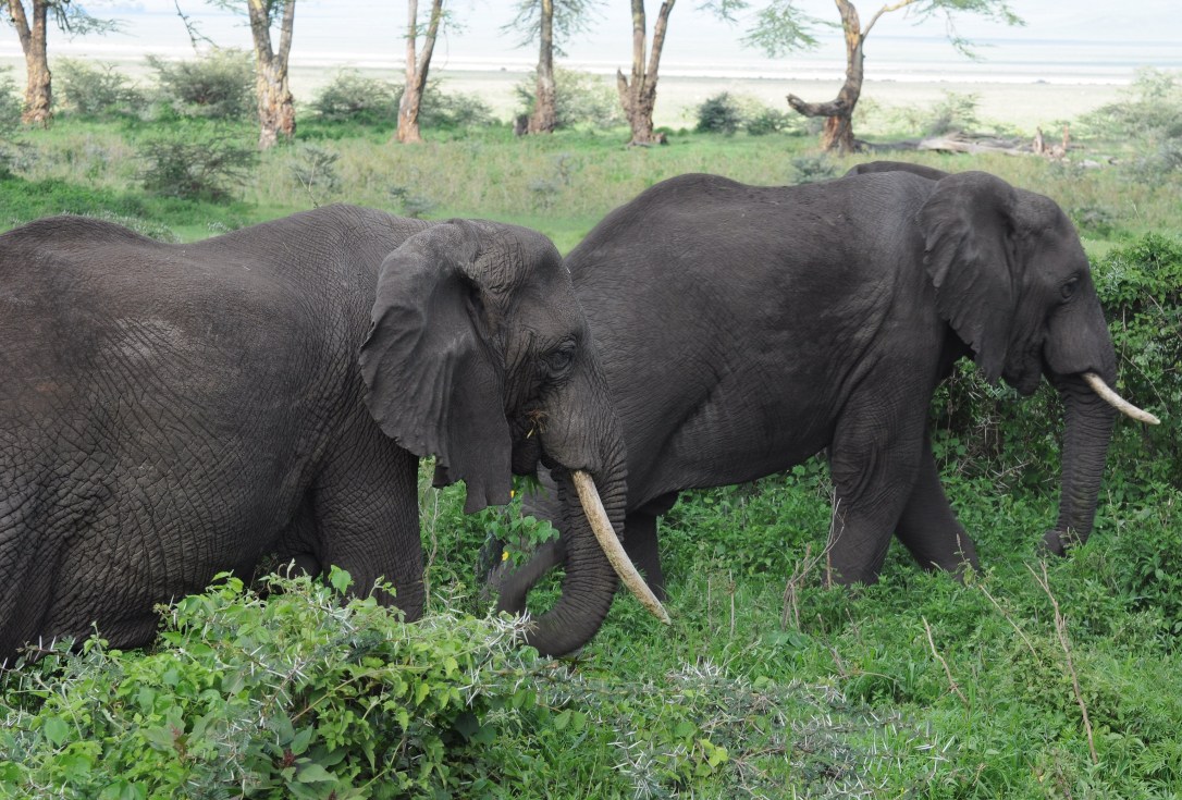 foto - dwa słonie