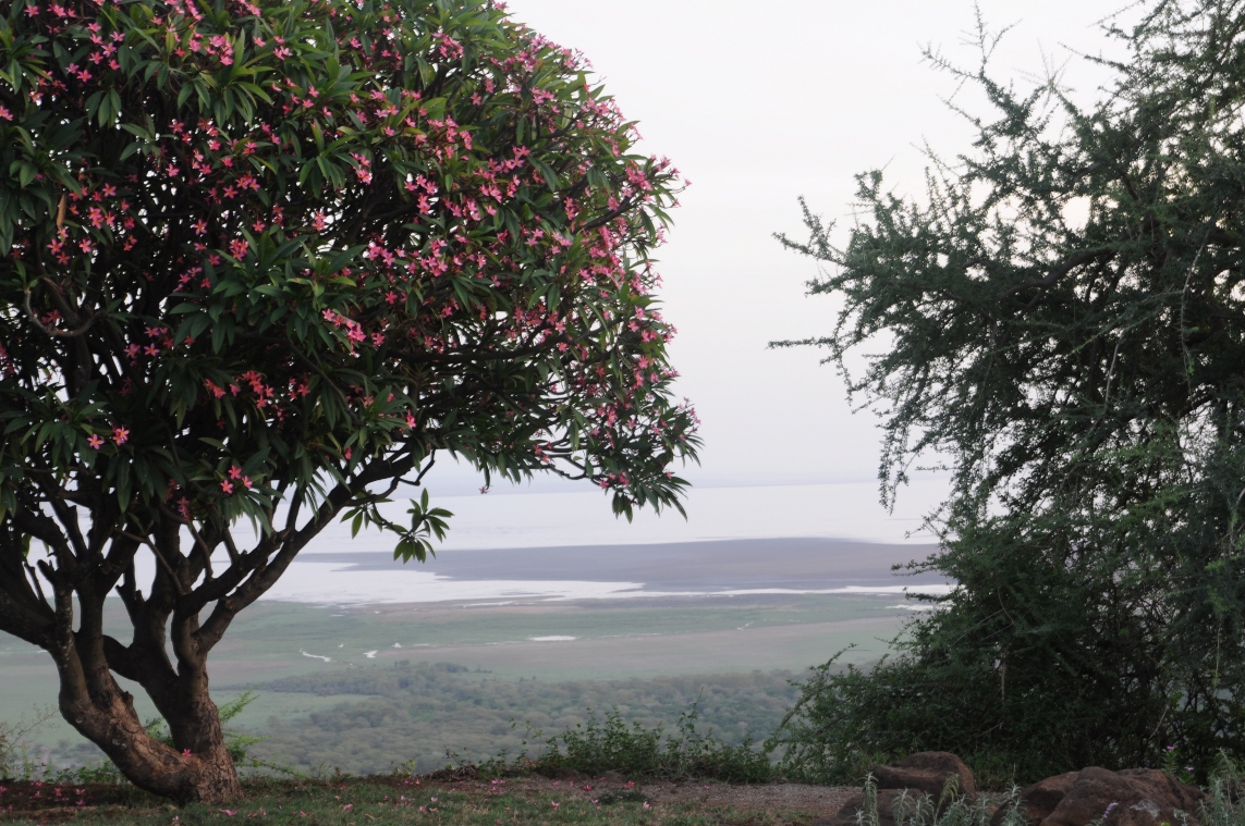 Widok na jezioro Manyara