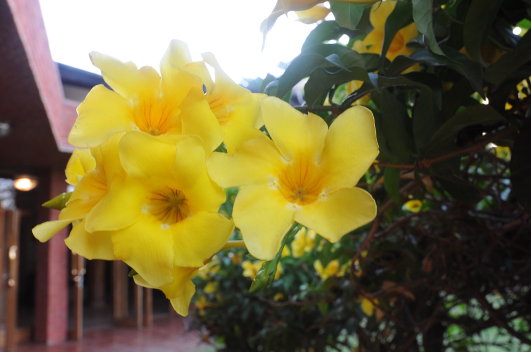 Kwiat żółty