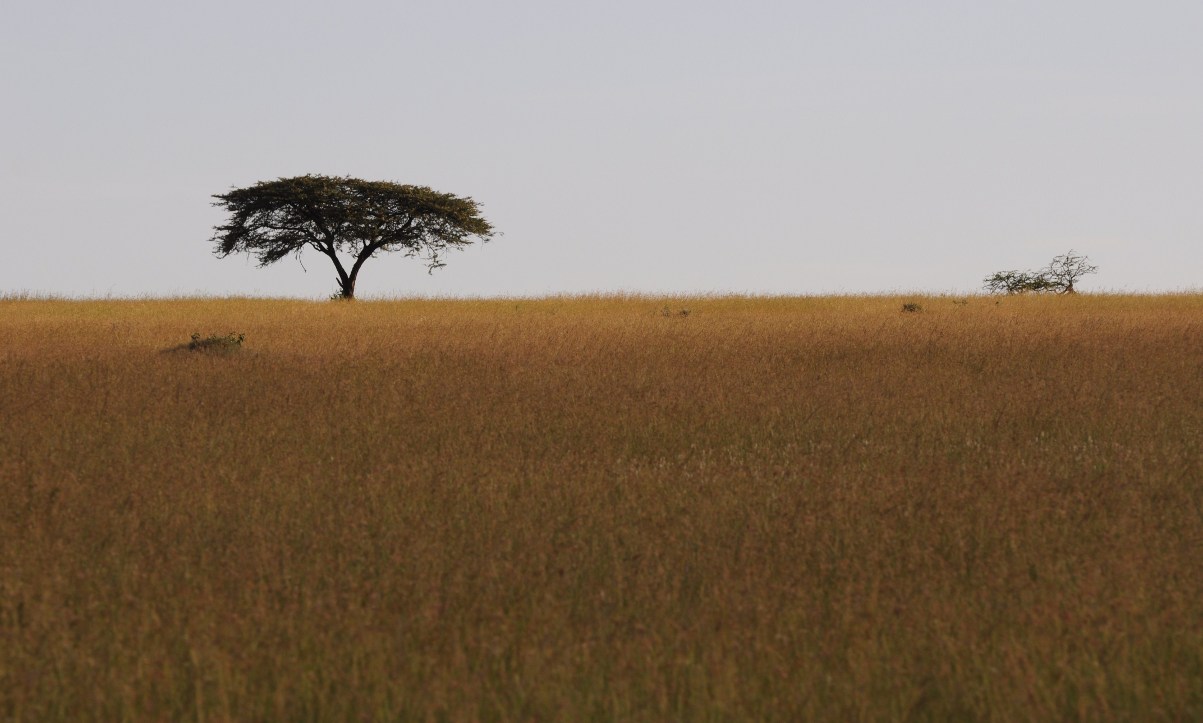 http://kalejdoskop.h2.pl/kenia/2011-kenia/tanzania/DSC_9680.JPG