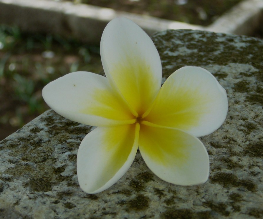 kwiat frangipani
