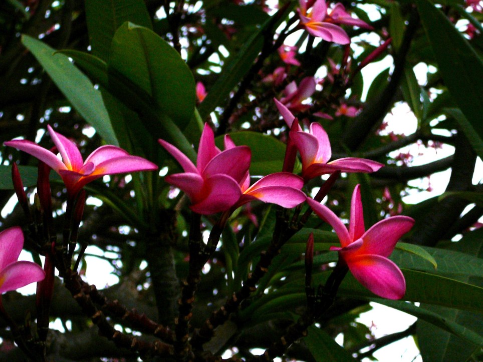 Kwiat frangipani2