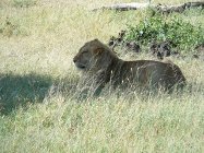Serengeti - lew