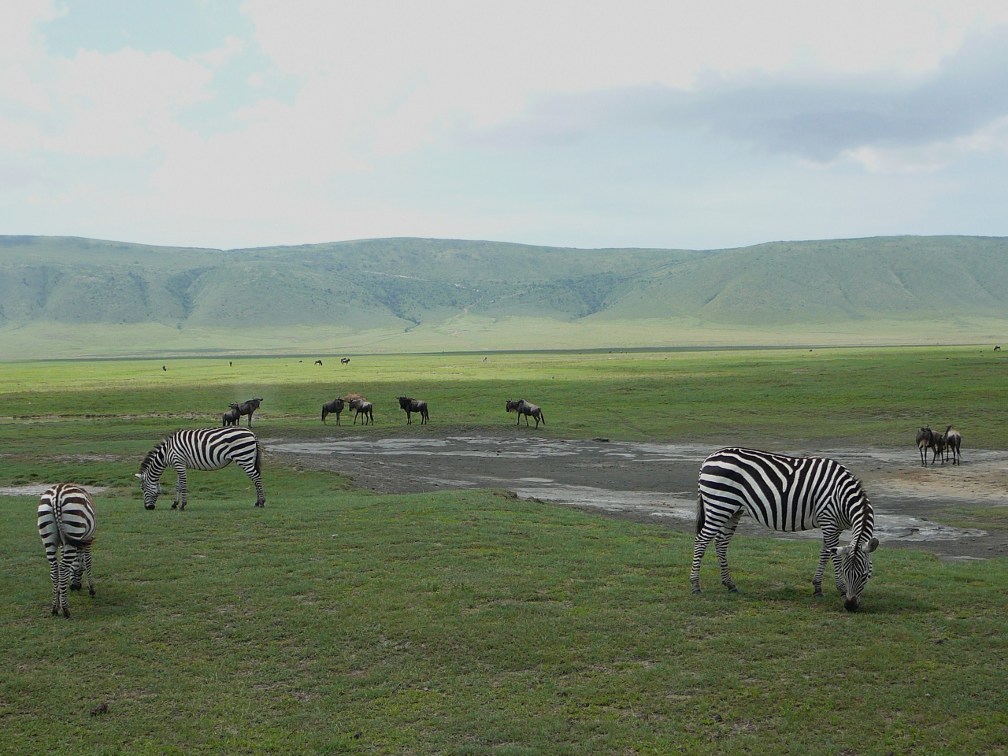 Na dnie krateru Ngorongoro