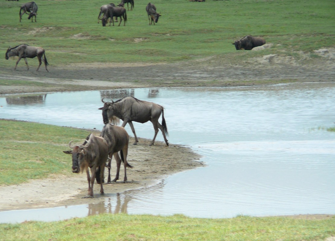 Tanzania - gnu nad wodą 