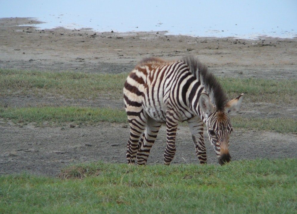 zdjęcie mała zebra