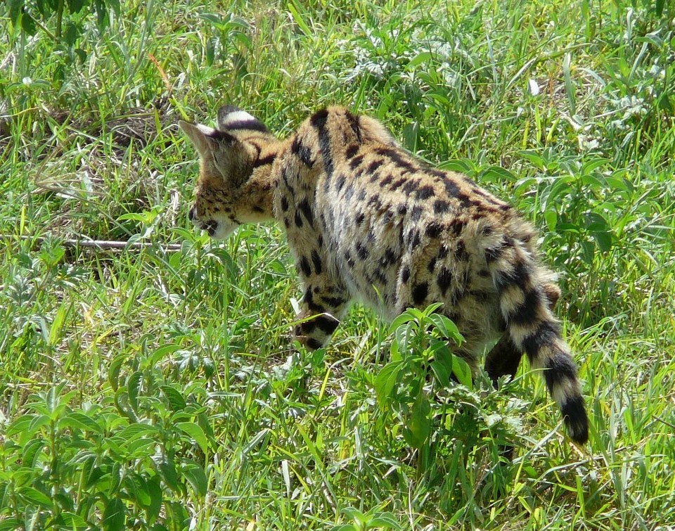 Ngorongoro - serwal