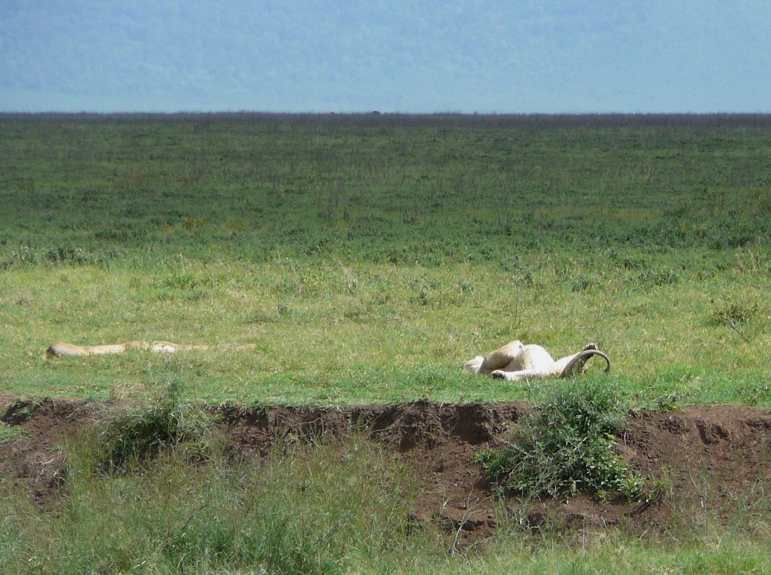 Lwia sjesta w parku narodowym Ngorongoro