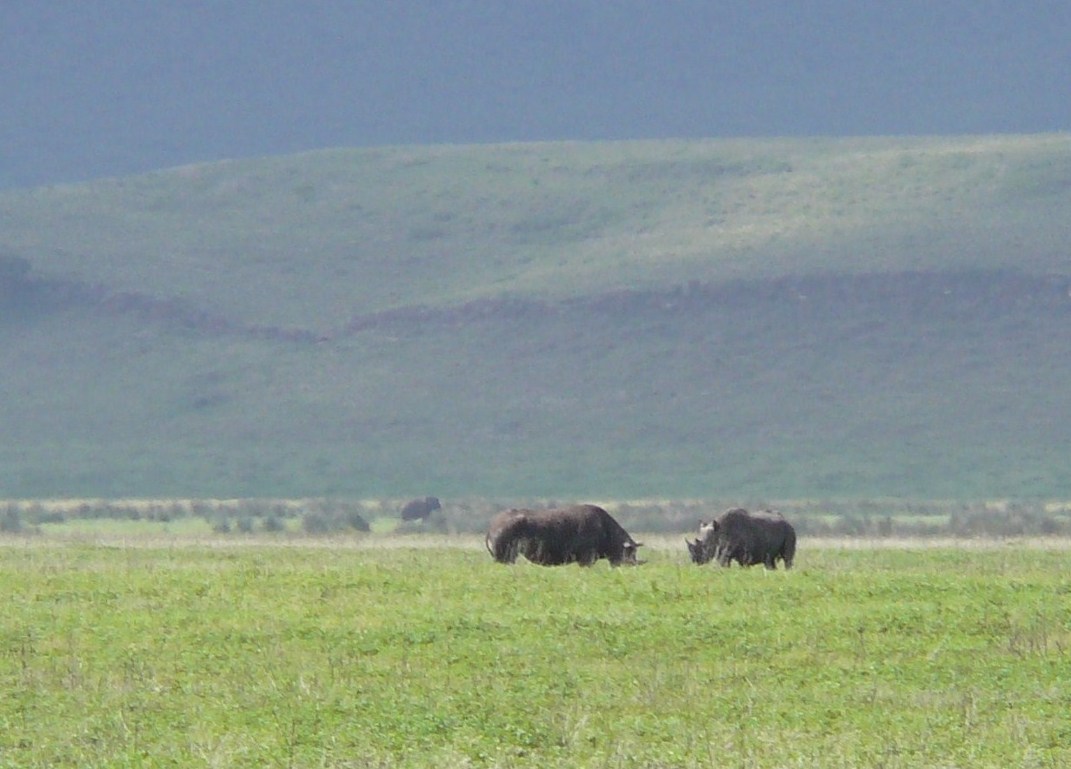 Ngorongoro -nosorożce