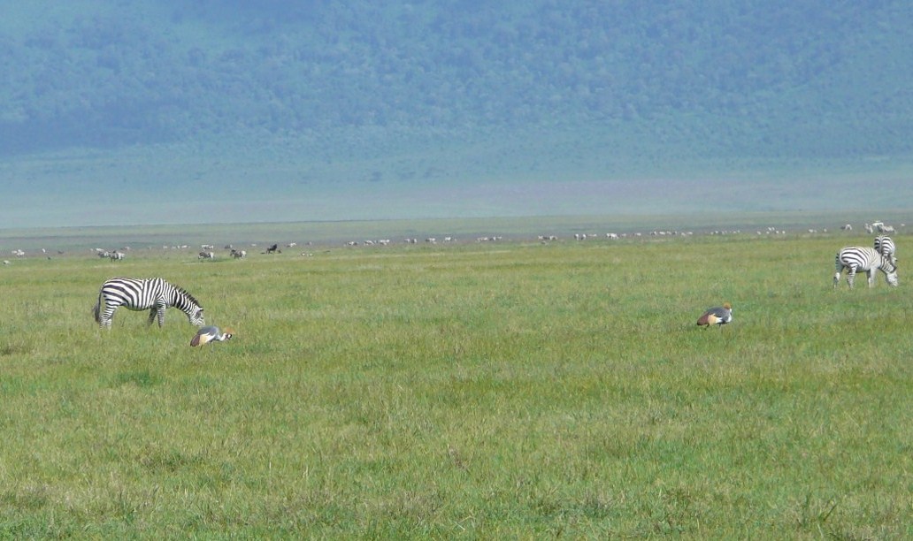 Żurawie w  Ngorongoro