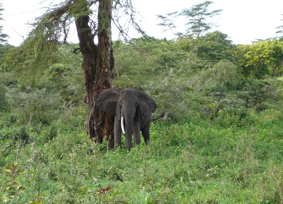 Tanzania- Stary słoń
