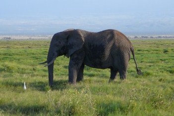 Amboseli - słoń