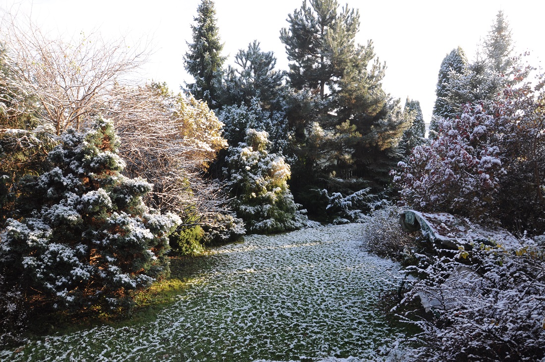 zimowy ogródku