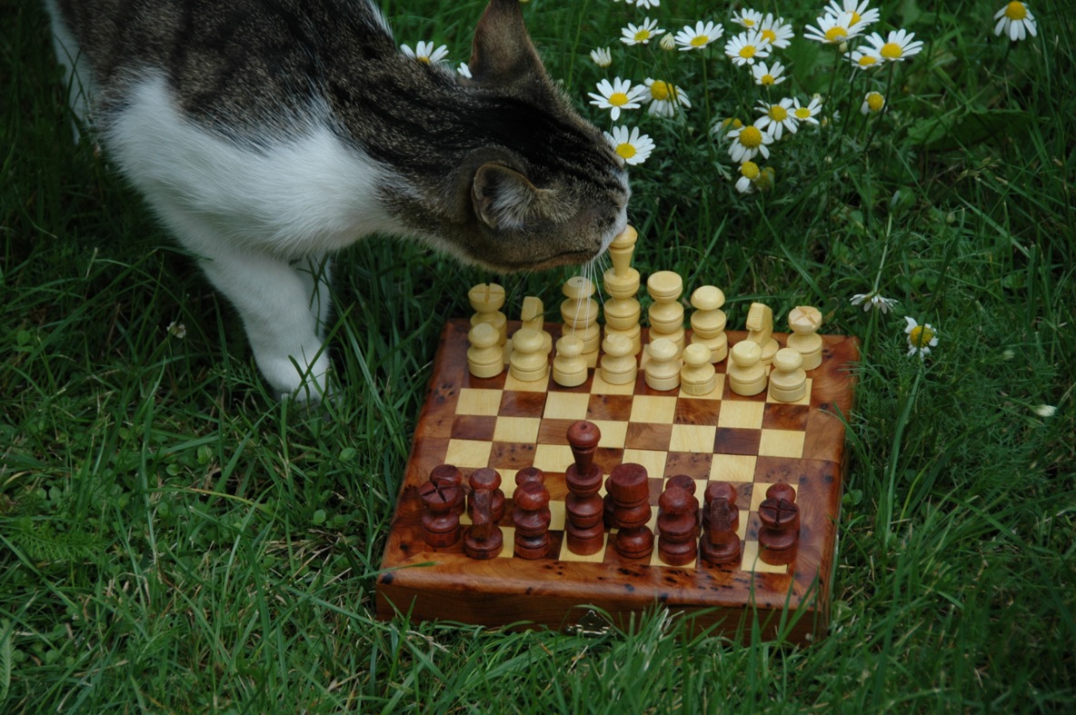 Metaksa gra w szachy