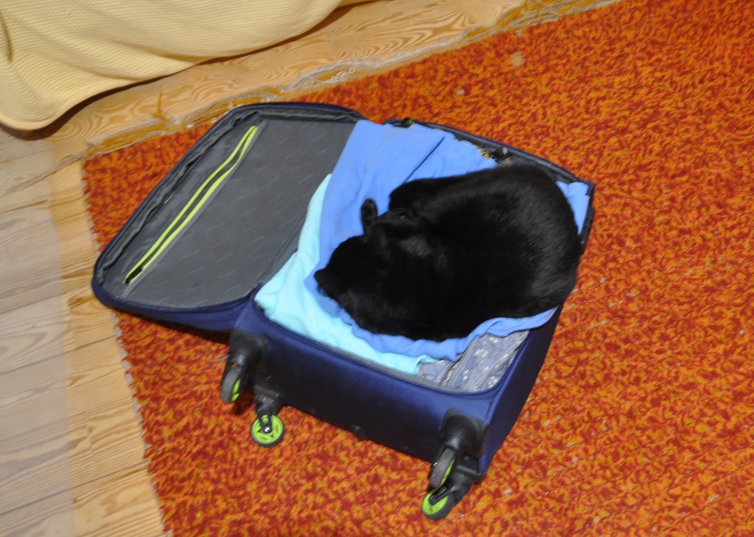 Tekila śpi w walizce