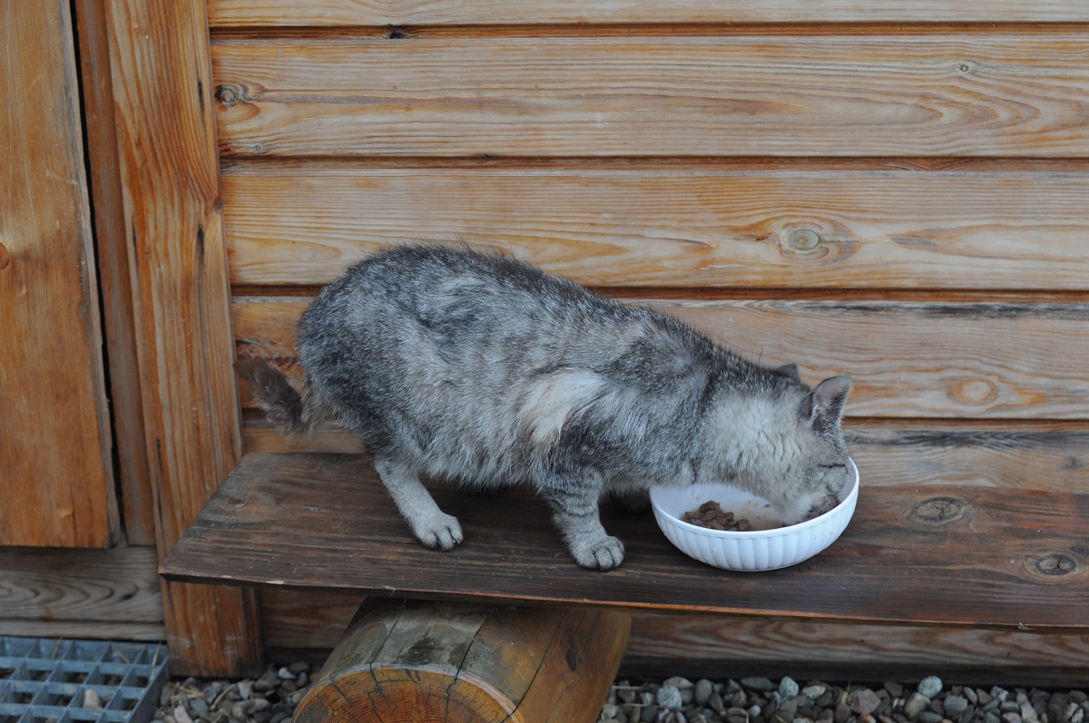 karmienie kotka w Piwnicznej