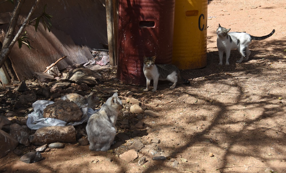rodzina kocia na wyspie Geree