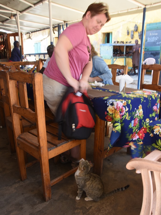 kot w restauracji