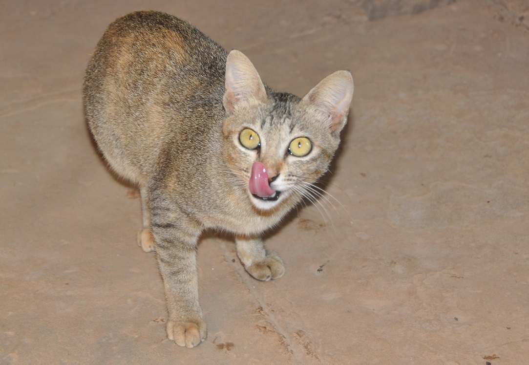 kot kambodżański