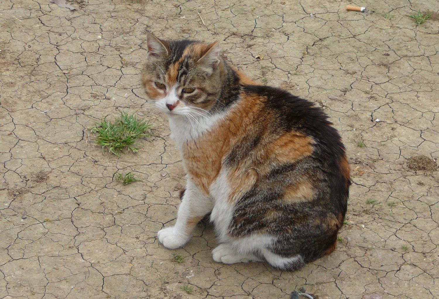 kot sułtański