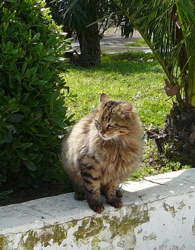 kot w Pergamonie