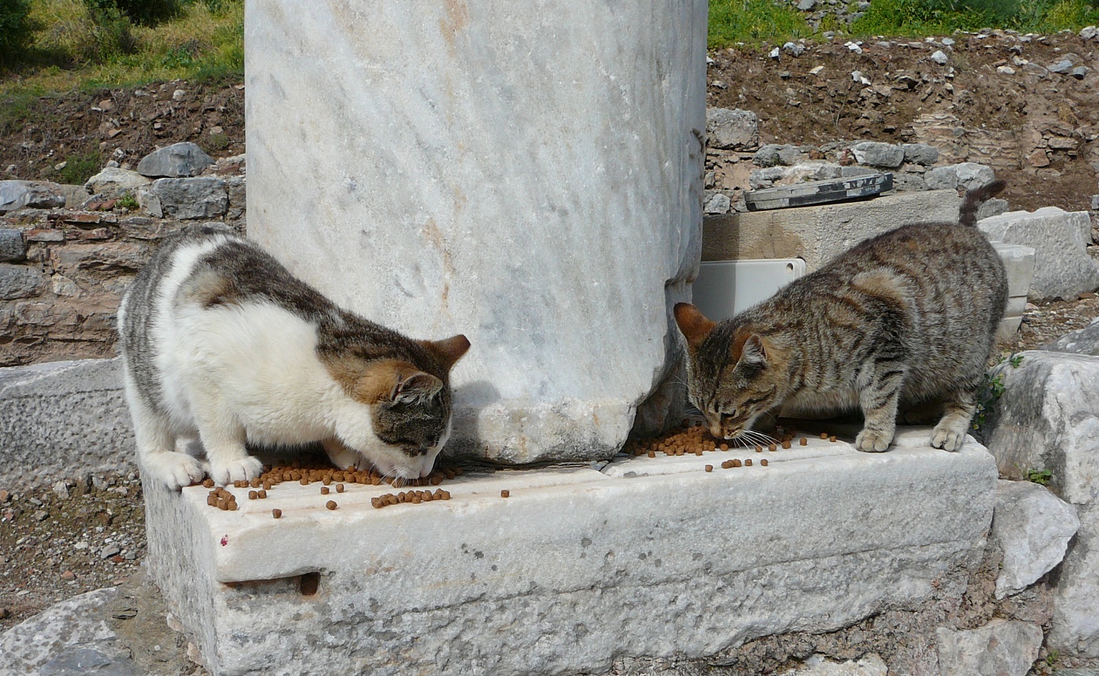 karmienie kotów w Efezie