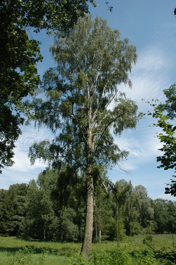 foto - drzewo