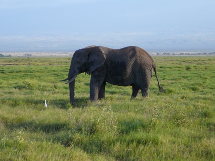 Kenia słoń