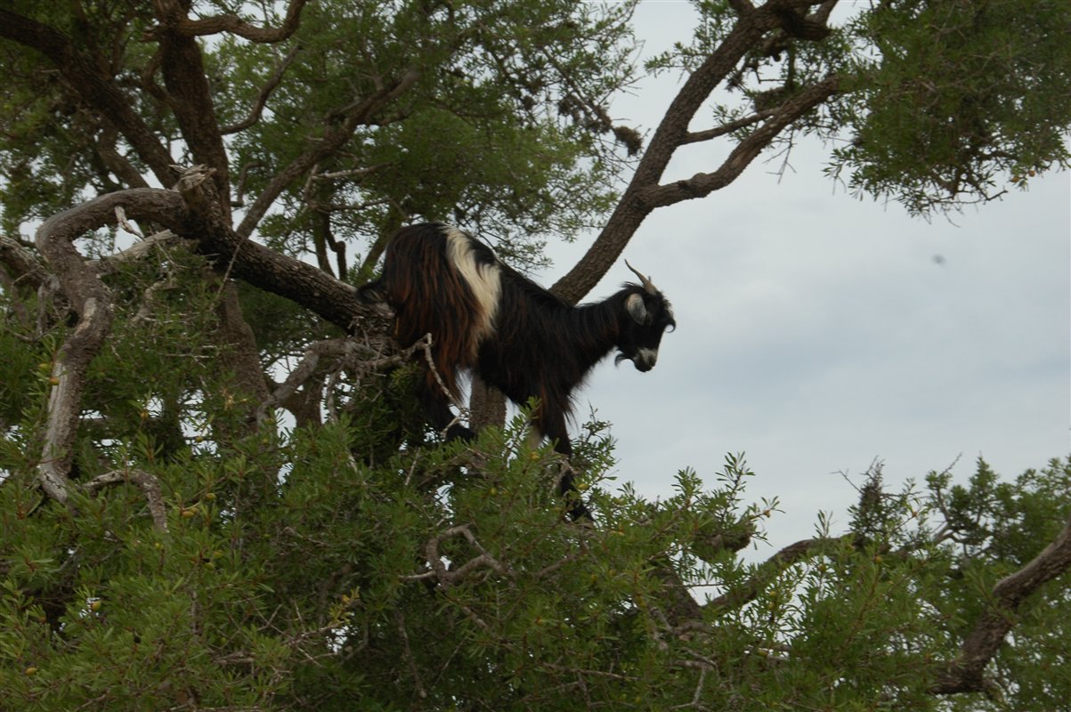 Maroko - kozy na drzewach
